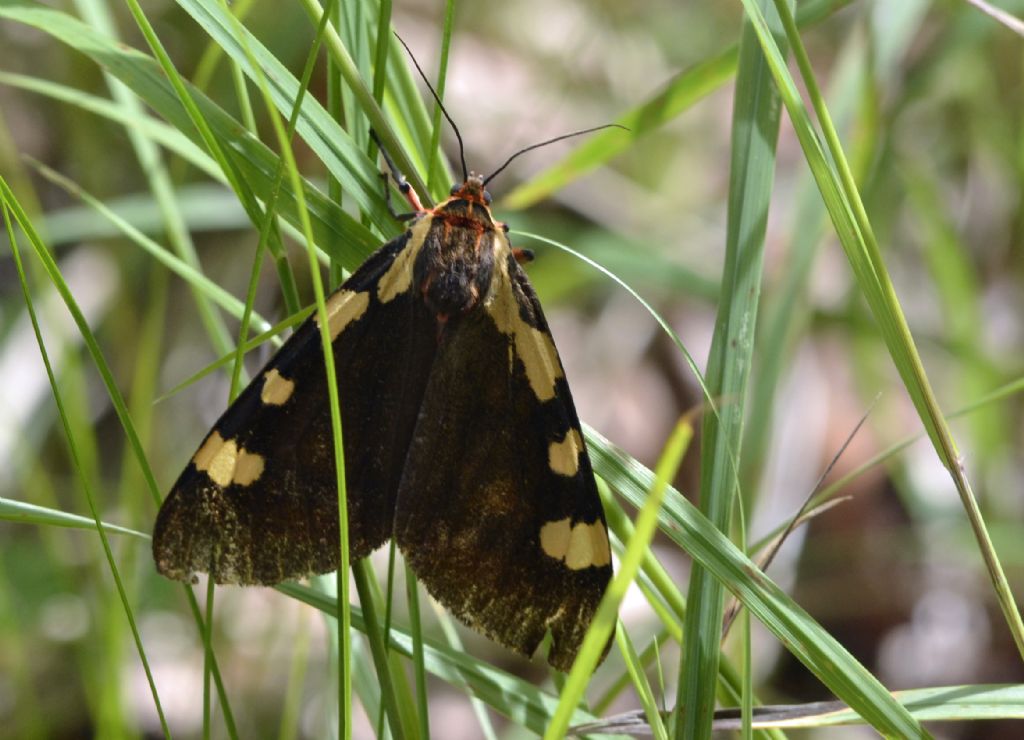 Pericallia matronula?